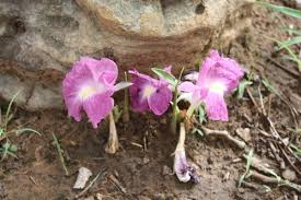 Image result for Siphonochilus