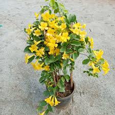 Image result for Dolichandra