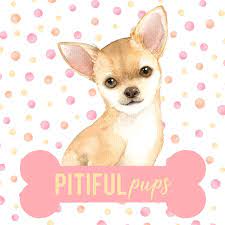 Please be sure and read our how to adopt rules when considering a pet. Pet Adoption League Waiting Dogs Cats Home Facebook