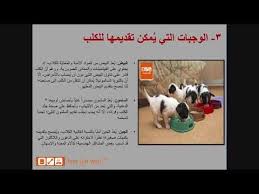 بيتس جوت ويب تقدم لكم كيفية إطعام الكلاب petsgotweb convenience store products