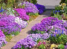 Plants That Come Back Every Year Landscaping With Rocks Ground Cover Plants Garden Calendar