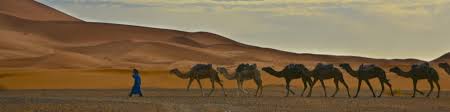Find great deals on ebay for scorpion mouse. Merzouga Wikitravel