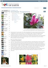 Image result for Hermbstaedtia odorata