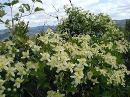 Pipestem clematis synonyms, pipestem clematis pronunciation, pipestem clematis translation, english dictionary definition of pipestem clematis. Chaparral Clematis Clematis Lasiantha