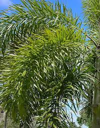 Image result for Wodyetia