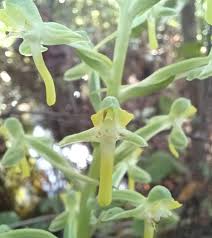 Image result for Habenaria tweedieae