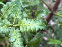 Image result for Phyllocladus trichomanoides
