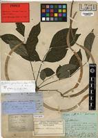 Image result for Markhamia zanzibarica