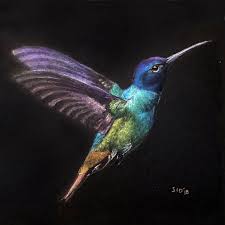 Hummingbird 1 Colored Pencil On Black Paper Artist Sonya Delaney This Image Is A Hummingbird Inspir Black Paper Drawing Black Paper Black Canvas Paintings
