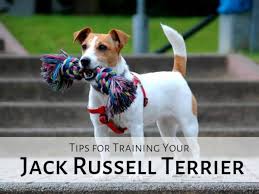 The dog actor's real name was moose, who was later replace by his son, enzo. How Not To Train A Jack Russell Terrier Pethelpful