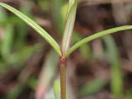 Image result for Oldenlandia lancifolia