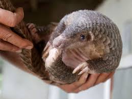 Dünyayı tedirgin eden corona virüs'le ilgili yeni bir iddia var. Wuhan Coronavirus May Have Circulated In Pangolins Before People