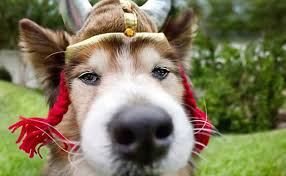 Enjoy the videos and music you love, upload original content, and. 101 Dog Names Inspired By Historical Figures Barkpost