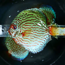 Home » products » hybrid discus » brilliant blue turquoise discus. Brilliant Blue Turquoise Discus Green Base Discus Com