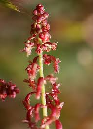 Image result for Persicaria hystricula