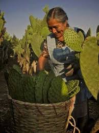 Cacti make wonderful houseplants and can thrive even if neglected on occasion. 8 Best Jumping Cactus Ideas Mexico Mexico Travel Around The Worlds
