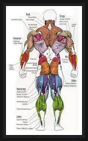 Check spelling or type a new query. Pin On Human Body Anatomy Diagram