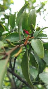 Image result for Helixanthera schizocalyx