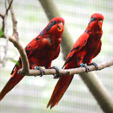 Any of various small brightly coloured parrots of australia and indonesia , having a. Red Lory Moluccan Lory Full Profile History And Care