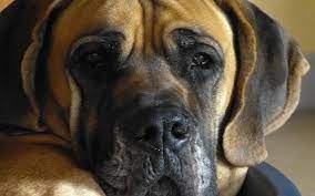What to expect — faqs what are the symptoms of late stage bladder cancer in dogs? Symptoms Of End Stage Lung Cancer In Dogs Dog Discoveries