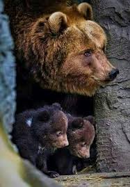 Beautiful Mother Bear And Two Cubs Animals Baby Animals Animals Beautiful