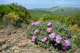 Image result for Cissus guerkeana