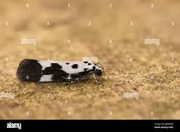 Image result for Ethmia dodecea