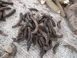 Image result for Xylopia aethiopica