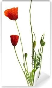 Always on time, farm direct delivery! Image D Un Coquelicot Sur Un Fond Blanc Bouquet Champetre Wall Mural Pixers We Live To Change