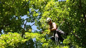 Practical Insights into Getting the Most from a Tree Care Service in  Armadale, WA - Isa Arboriculture