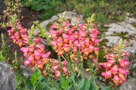 Maybe you would like to learn more about one of these? Living Coral Colored Flowers Refreshed By Summer Rain Photograph By Georgia Mizuleva