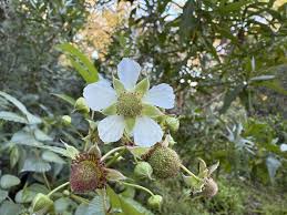 Image result for Rubus pinnatus