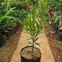 Check spelling or type a new query. Jual Pohon Pucuk Merah Terbaik Harga Murah July 2021 Cicil 0