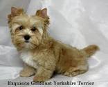 Golddust Yorkie | Yorkshire terrier puppies, Yorkshire terrier dog ...