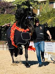 We are looking to rent either a 1-2 horse or a 4 horse trailer for about  48hrs. We have a show in Seattle and just lived to Moscow. Trying to figure  out