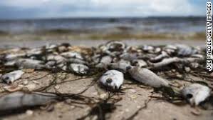 Red Tide Is Back Off The Coast Of Florida Residents Arent