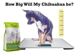 chihuahua puppy growth chart