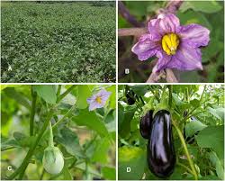 Image result for Solanum sp. B