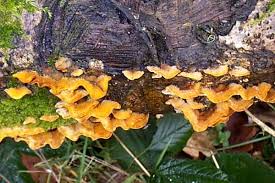 Image result for Craterostigma hirsutum