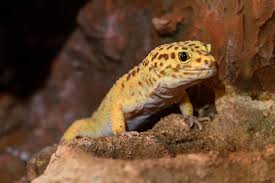 The government employees insurance company is an american auto insurance company with headquarters in chevy chase, maryland. Leopardgecko Optimal Fur Anfanger Haustier Blog