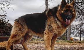 And indeed, it is a dog with excellent performance characteristics, and a long coat adds some decorativeness, impressiveness to it, makes it even visually more massive. Long Haired German Shepherd All Information You Want To Know