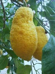 Epingle Par Carlos Tello Sur Frutas E Verduras Exoticas Legume Exotique Fruits Et Legumes Fruits Exotiques
