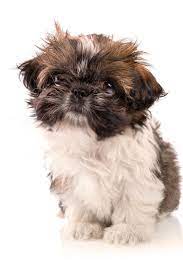 Baby Shih Tzu Puppies Baby Shih Tzu In 2020 Shih Tzu Puppy Baby Shih Tzu Puppy Cute Baby Animals