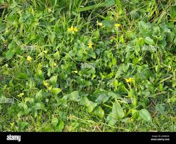 Image result for Vigna luteola