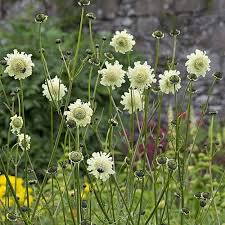 Image result for Cephalaria pungens
