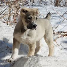 Find central asian shepherd dog puppies and breeders in your area and helpful central asian shepherd dog information. Central Asian Shepherd Breed Information Characteristics Heath Problems Dogzone Com