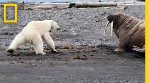 The average height of a polar bear when it stands on its four legs is about 4 feet and 4 inches. Mother Polar Bear Desperate For Food Tests Walrus National Geographic Youtube