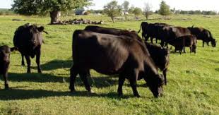 Pin On Homestead Dairy Cow Beef Cattle