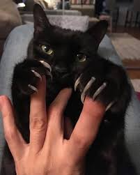 Check spelling or type a new query. The Murder Mittens Group Is All About Cats Showing Off Their Claws And Here Are 40 Of The Most Scarily Cute Ones Bored Panda