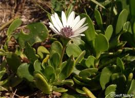 Image result for Afroqueta capensis
